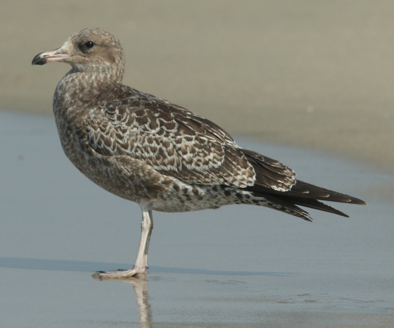 California Gull