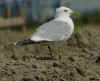 adult Common Gull (78534 bytes)