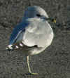 adult Common Gull (80214 bytes)