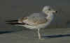 2cy Common Gull. (47598 bytes)