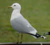 adult Common Gull (70365 bytes)