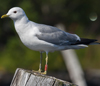 adult Common Gull canus in July. (70038 bytes)