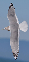 2cy Common Gull (77401 bytes)