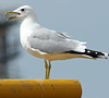 adult canus in May, ringed in the Netherlands. (90916 bytes)