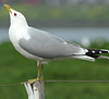 adult canus in May, ringed in the Netherlands. (90916 bytes)