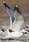 adult Common Gull - canus - in February. (41611 bytes)