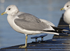 adult Common Gull (40233 bytes)