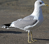 adult Common Gull (63404 bytes)