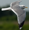 adult Common Gull (63404 bytes)
