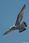 2cy Common Gull (77401 bytes)