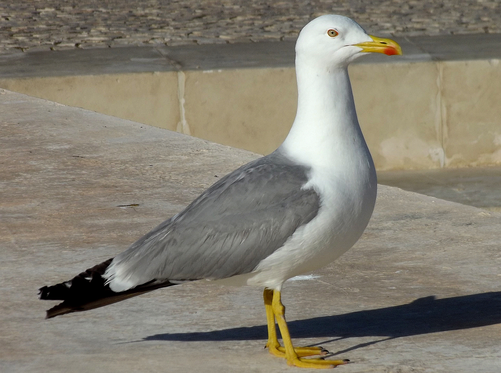 Yellow legged Gull