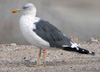 juvenile LBBG, ringed in the Netherlands. 