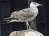 2cy Great Black-backed Gull in June. (67703 bytes)