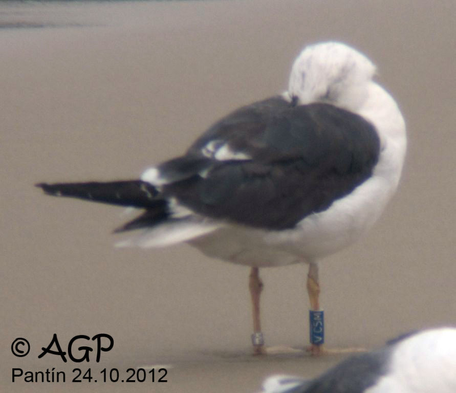 1cy argenteus in November, ringed in Belgium. (25637 bytes)