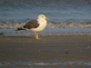 ad LBBG in October, ringed in the Netherlands. (142636 bytes)