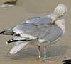 2cy argenteus in October, ringed in the Netherlands. (78696 bytes)