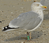 2cy argenteus in October, ringed in the Netherlands. (78696 bytes)