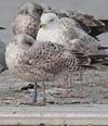 3cy argenteus in March, ringed in Belgium. (61218 bytes)