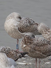 2cy argenteus in March, ringed in Belgium. (63421 bytes)