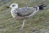 2cy argenteus in November, ringed in the Netherlands. (65412 bytes)