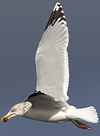 3cy Herring Gull in August, ringed in Belgium. (84363 bytes)