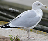 sub-adult argenteus in October, ringed in the Netherlands. (40827 bytes)