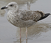 1cy argenteus in December, ringed in the Netherlands. (119951 bytes)