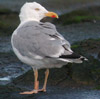 3cy hybrid argenteus x michahellis in November, ringed in the Netherlands. (66565 bytes)