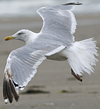 3cy Herring Gull in August, ringed in Belgium. (84363 bytes)