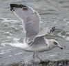 sub-adult Herring Gull in September. (75836 bytes)