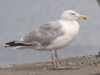 adult argenteus in September, ringed in the Netherlands. (38722 bytes)