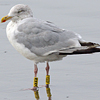 adult argenteus in October, ringed in the Netherlands. (79042 bytes)
