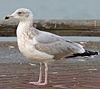 3cy argenteus in January, ringed in the Netherlands. (68274 bytes)