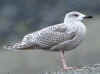 1cy Herring Gull in October. (87124 bytes)