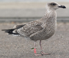 1cy argentatus in August, ringed in Finland. (93512 bytes)