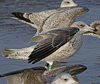 2cy argentatus in February, ringed in Norway. (75189 bytes)