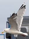 adult argenteus in April, ringed in the Netherlands. (79121 bytes)