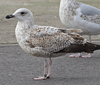 2cy argenteus in April, ringed in the Netherlands. (75958 bytes)
