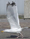 adult argenteus in April, ringed in the Netherlands. (79121 bytes)
