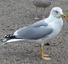 adult argentatus in February, ringed in Germany. (67675 bytes)