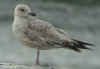 2cy argenteus in April, ringed in the Netherlands.