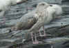 3cy Herring Gull in August, ringed in Belgium. (89317 bytes)
