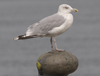 adult argenteus in September, ringed in the Netherlands. (38722 bytes)