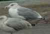 sub-adult Herring Gull argentatus in September. (68130 bytes)