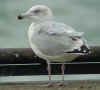 sub-adult Herring Gull in September. (83721 bytes)
