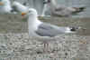 adult argenteus in April, ringed in France.