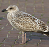 1cy argenteus in August, ringed in the Netherlands. (89062 bytes)