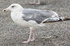 sub-adult argentatus in July, ringed in Russia
