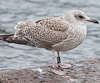 1cy argentatus in August, ringed in Sweden. (67561 bytes)