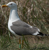adult LBBG in June, ringed in the Netherlands. (57378 bytes)